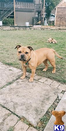 English Bulldog female dog