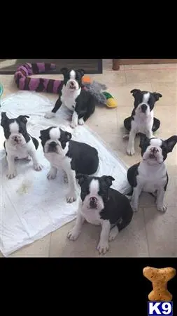 Boston Terrier puppy for sale