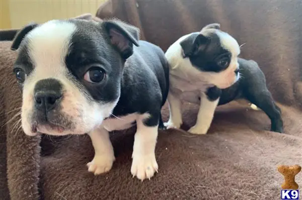 Boston Terrier puppy for sale