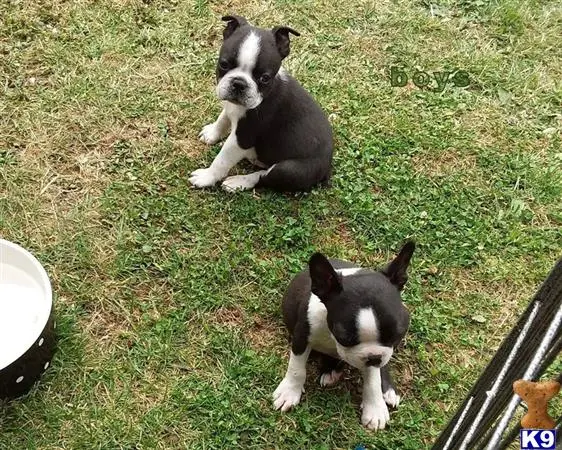 Boston Terrier puppy for sale