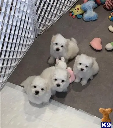 Maltese puppy for sale