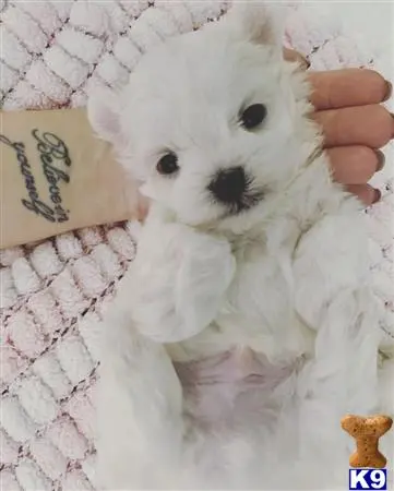 Maltese puppy for sale