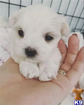 Maltese puppy for sale