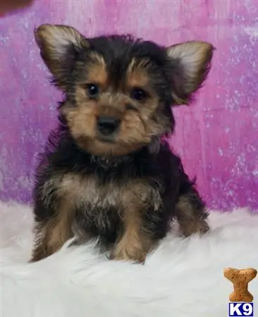 Yorkshire Terrier puppy for sale