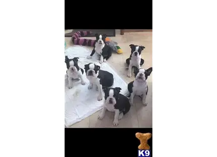 Boston Terrier