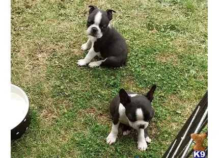 Boston Terrier