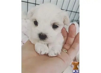 Maltese