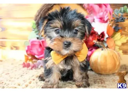 Yorkshire Terrier