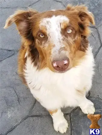 Australian Shepherd stud dog