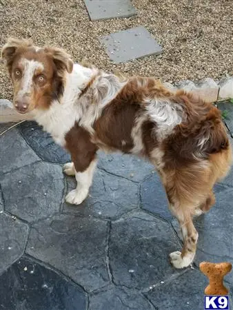 Australian Shepherd stud dog