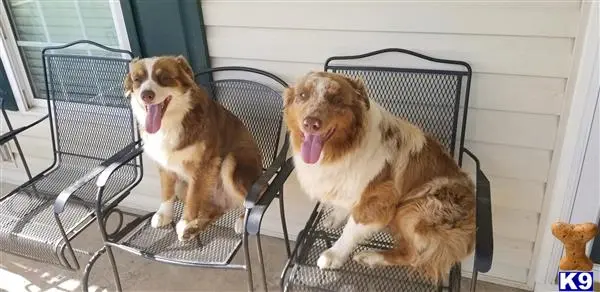 Australian Shepherd stud dog