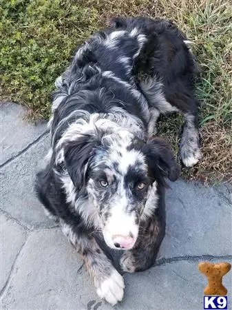 Australian Shepherd stud dog