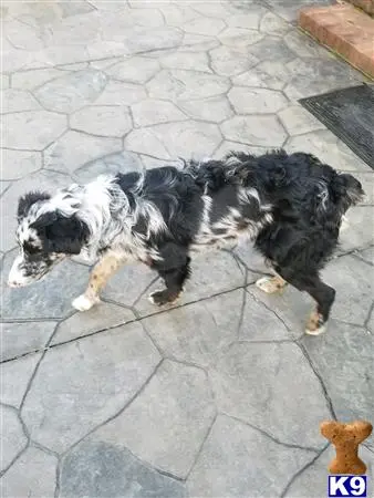 Australian Shepherd stud dog