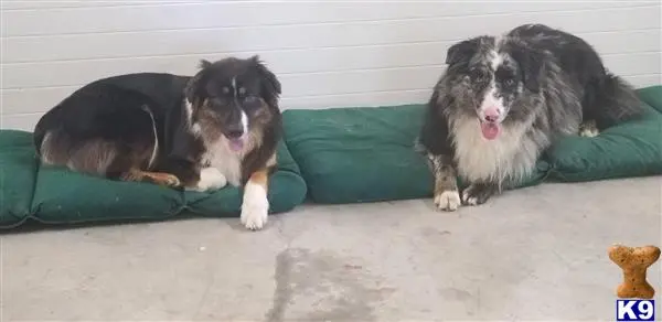 Australian Shepherd stud dog