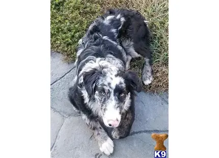 Australian Shepherd