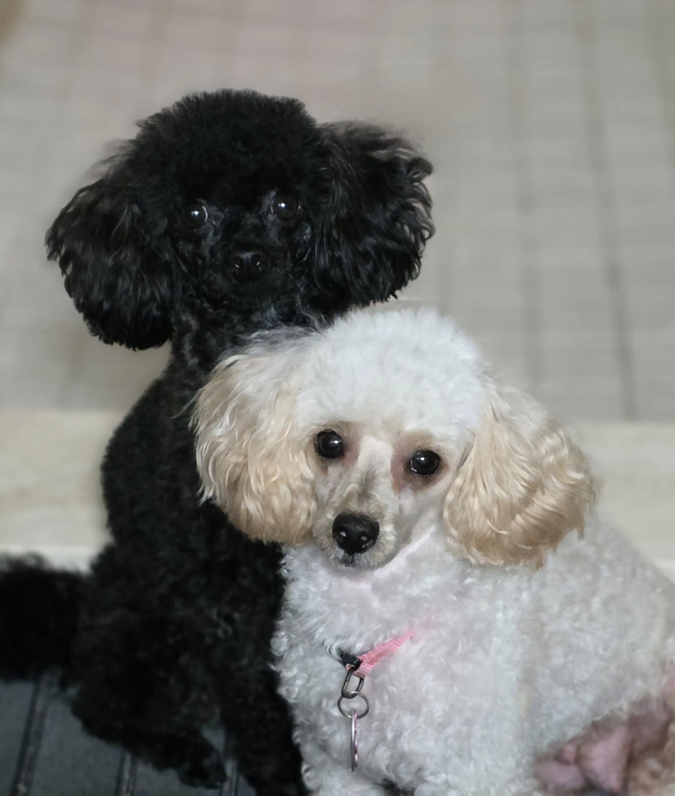 Poodle stud dog: Two Poodles, one black and one white, sitting together