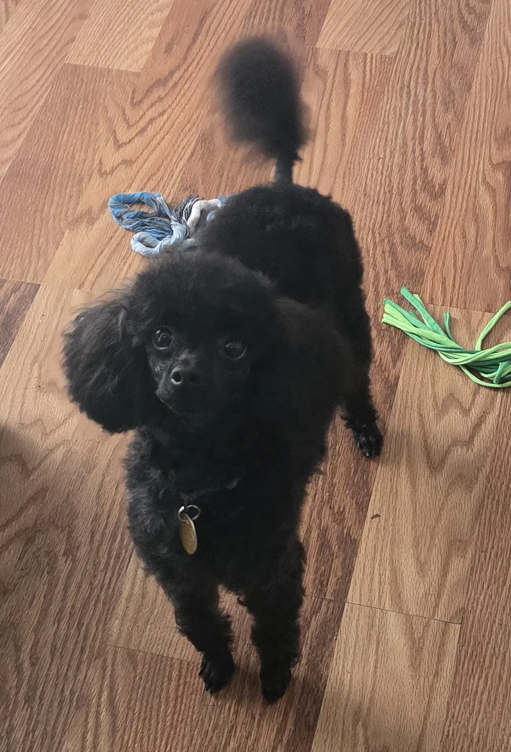 Poodle stud dog: Small black Poodle standing on wooden floor with toys nearby