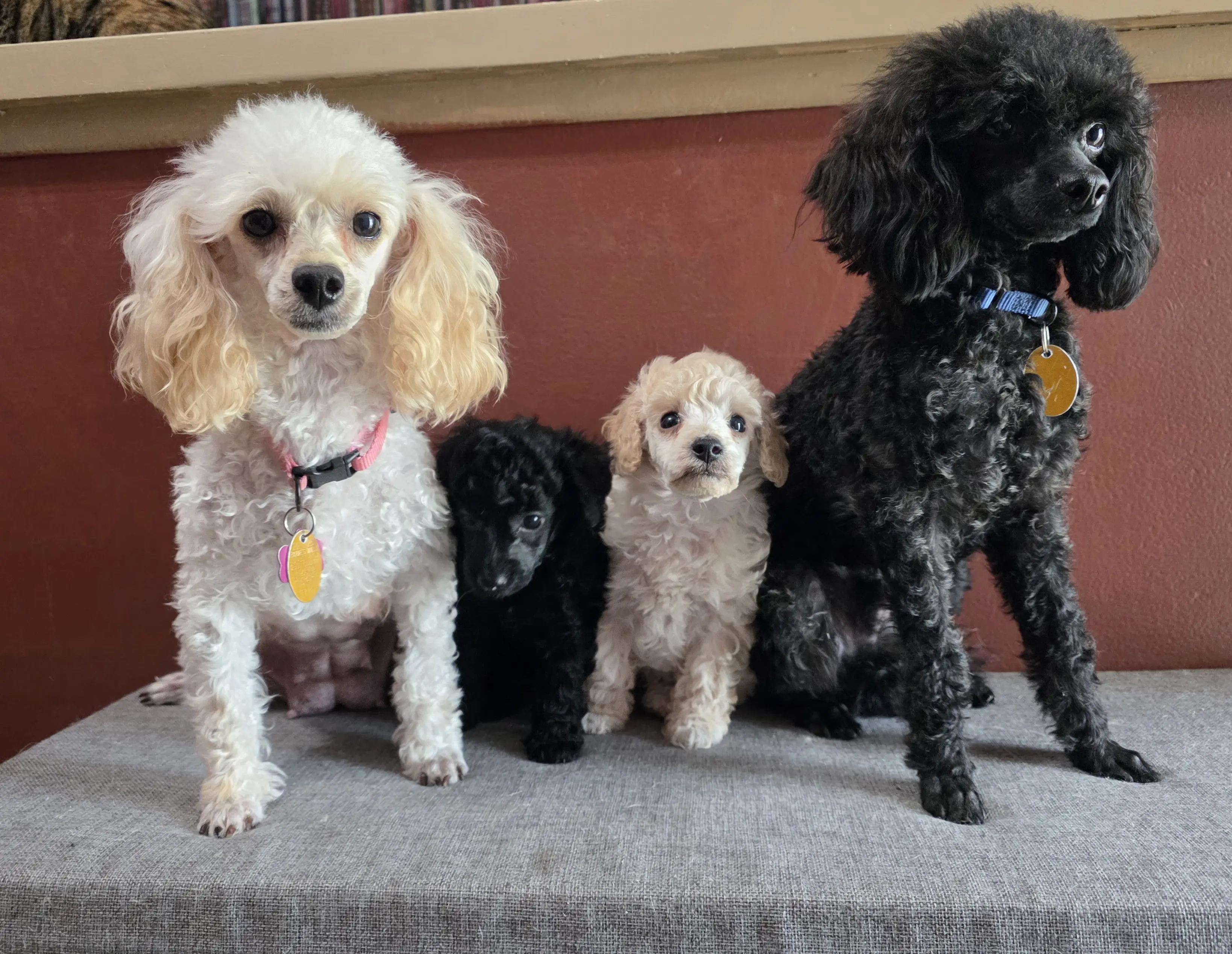 Poodle stud dog: Four Poodles in various colors standing together on a gray surface