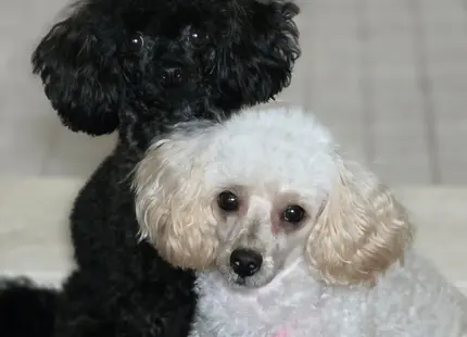 Poodle stud dog: Two Poodles, one black and one white, sitting together