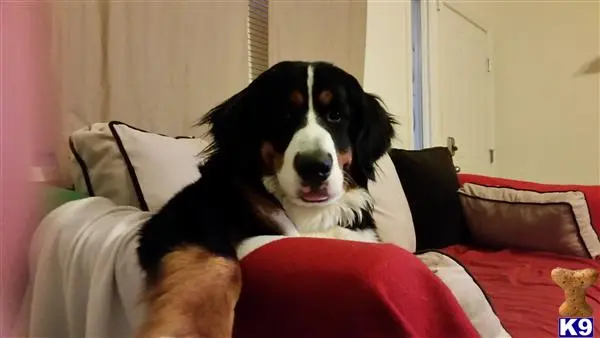 Bernese Mountain Dog