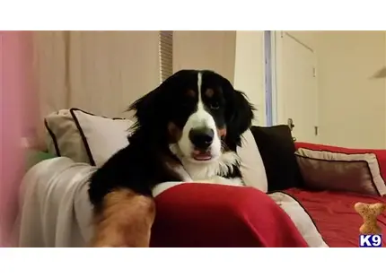 Bernese Mountain Dog