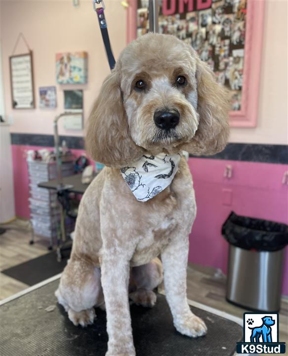 a goldendoodles dog wearing a bow tie