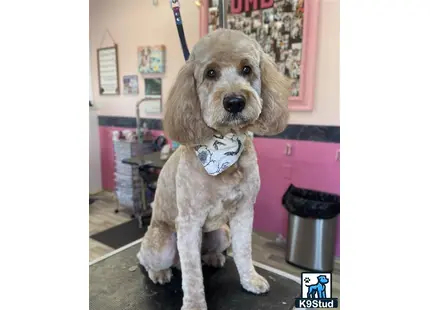 a goldendoodles dog wearing a bow tie