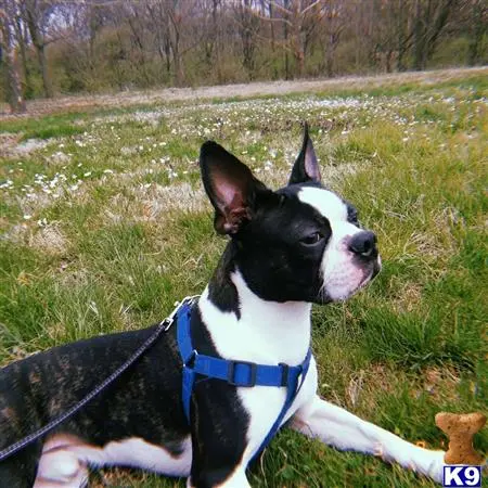 Boston Terrier