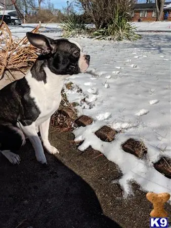 Boston Terrier stud dog