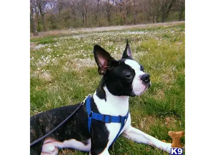 Boston Terrier