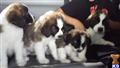 saint bernard puppy posted by mcmack2001