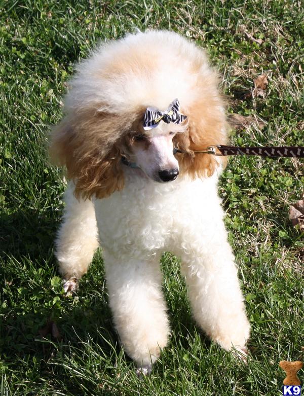 medium goldendoodle puppies for sale goldendoodles puppy for sale goldendoodle puppies medium size color ma 6 medium goldendoodle puppies for sale goldendoodles puppy for sale goldendoodle puppies medium size color ma 6