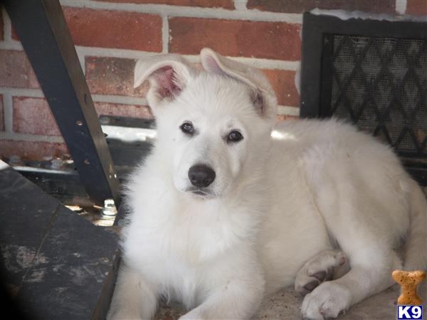 german shepherd puppy posted by mcqga