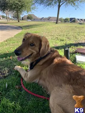 Golden Retriever stud dog