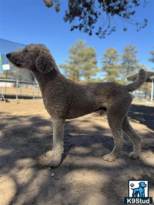 Poodle stud dog