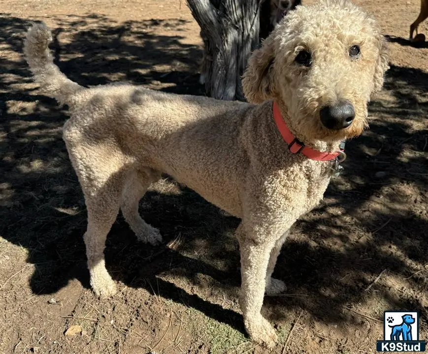 Poodle stud dog