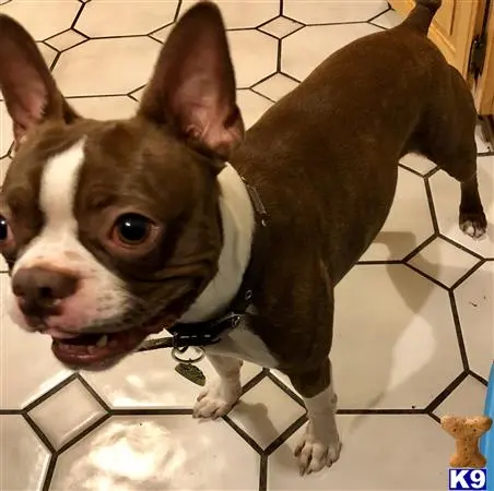 Boston Terrier