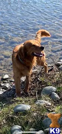 Golden Retriever stud dog