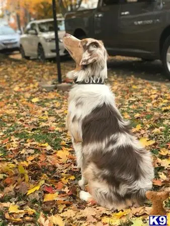 Australian Shepherd stud dog