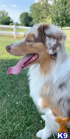 Australian Shepherd stud dog