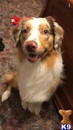 Australian Shepherd stud dog