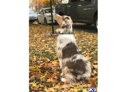 Australian Shepherd