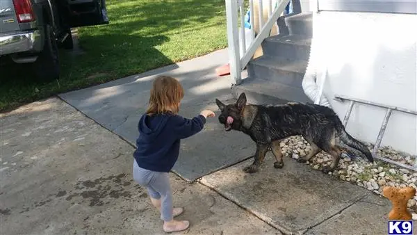 German Shepherd stud dog