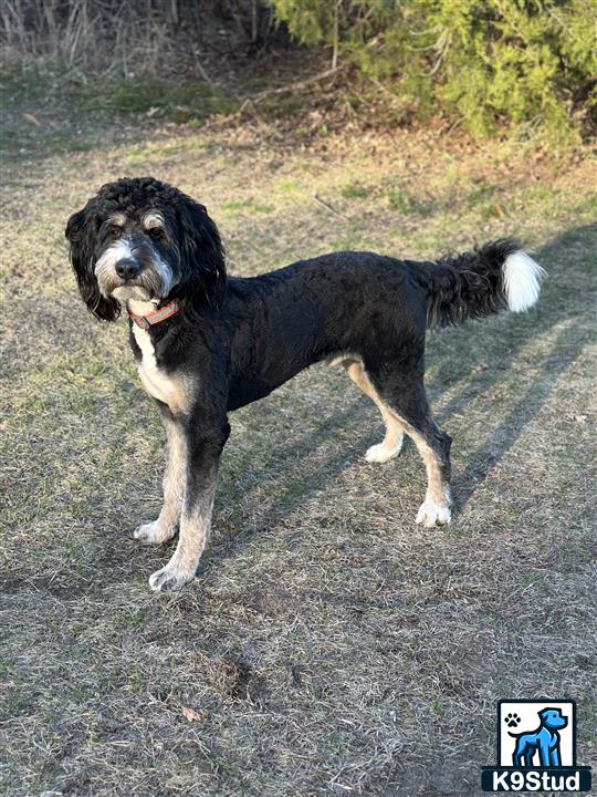 a bernedoodle dog standing on a dirt road