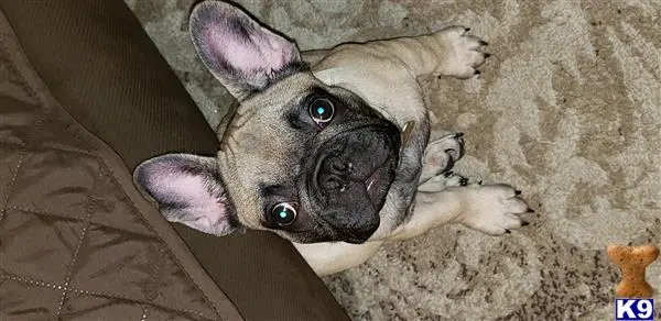 French Bulldog stud dog