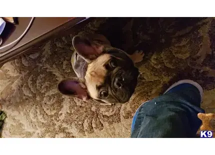 a french bulldog dog lying on a carpet