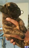 mastiff puppy posted by mduis