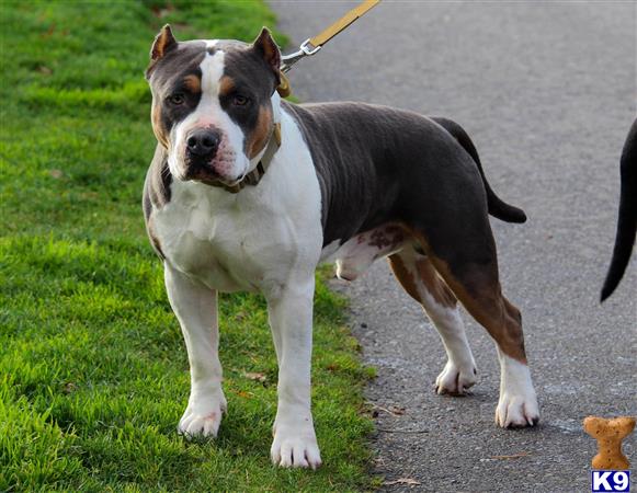 American Bully stud dog