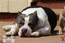 American Bully stud dog: American Bully lying down on a wooden surface, relaxed pose