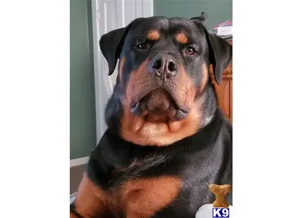 a rottweiler dog with a sad face